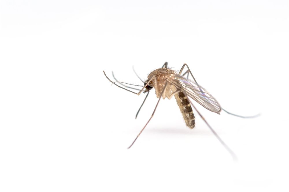 A mosquito’s mouthparts