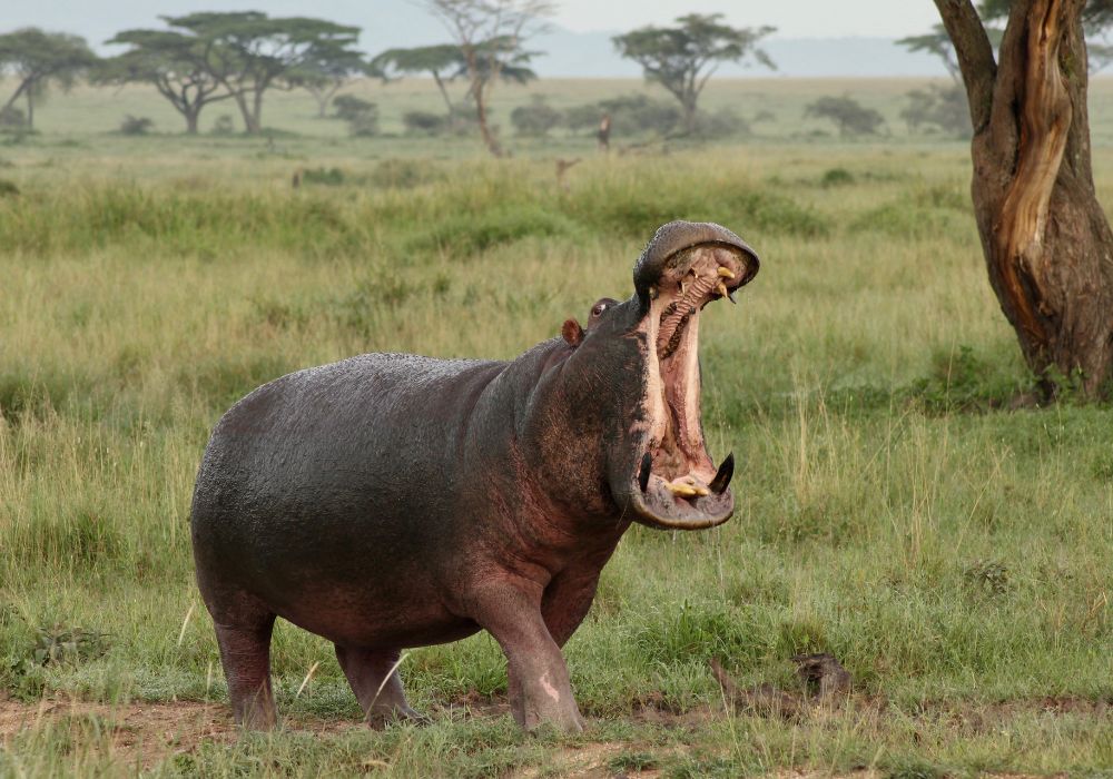 What Are Hippo's Teeth Made of? Do They Clean Them?